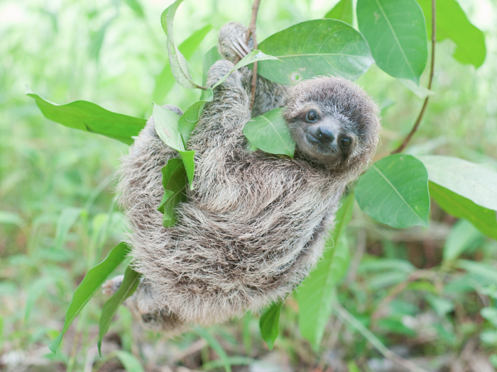 The Sloth Institute is not open to the public, as it is in the animals