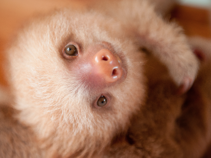 The Sloth Institute trains sloths to go back into the wild after they have been hand-raised. They also track the habits of wild sloths, so they can measure the progress of those released.