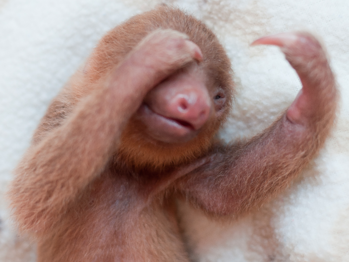 In the wild, three-toed sloths stay with their mother for about one year, and two-toed sloths for up to two years, so hand-raising sloths is a time-consuming process.