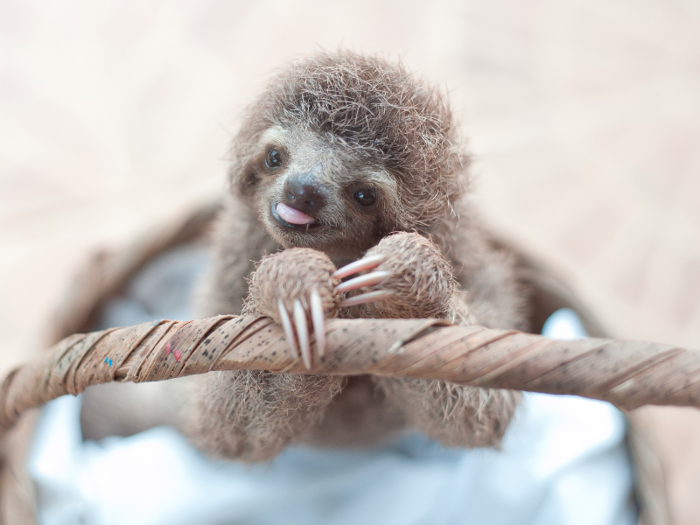 Ultimately, Trull and The Sloth Institute hope to figure out and share with the public the best ways to care for sloths and keep them in the wild.