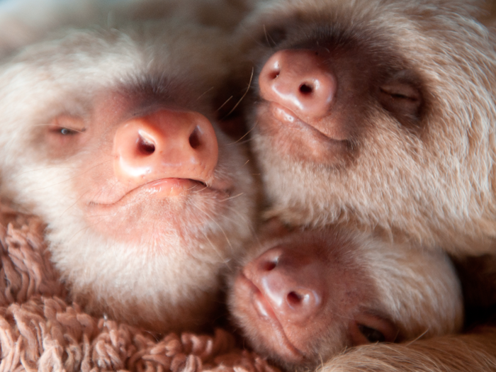 If you want to see some sloths, the Sloth Institute works with Kids Saving the Rainforest and Toucan Rescue Ranch, two rescue/rehab centers in Costa Rica that offer tours and short-term volunteer programs. There are also eco resorts that offer responsible sloth viewing.