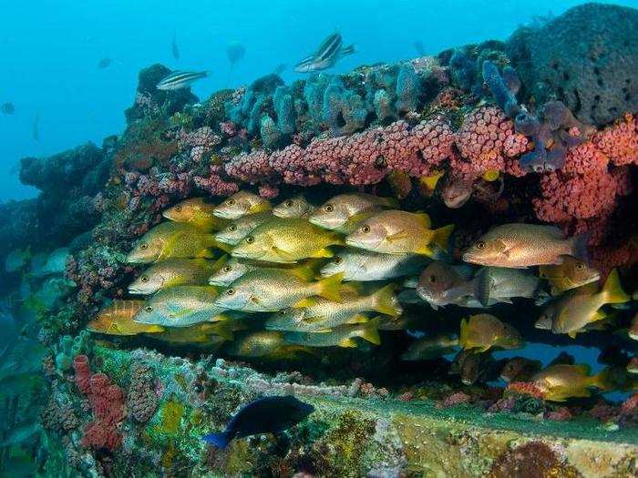 The base is in a marine protected area, so it’s got a healthier fish and coral population than many other underwater sites.