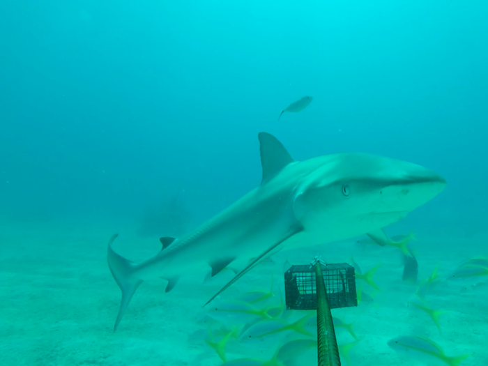 Heithaus plans on using it as a base for one part of a shark population survey he’s running later this summer.