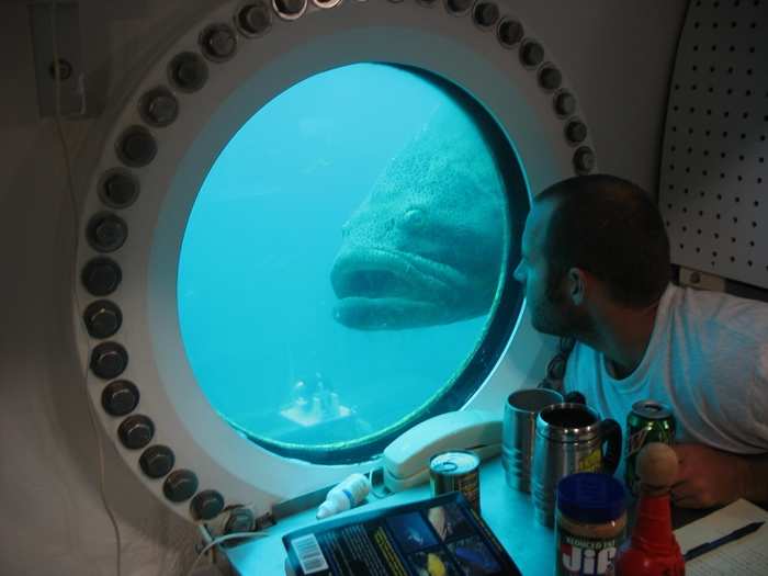 "Then you look out the porthole with a giant Goliath grouper staring at you and pick up your phone and make a FaceTime call with WiFi." Heithaus says they have better internet down there than at many spots on the surface.