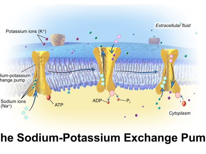 Sodium also acts as a signal molecule to help your muscles and nerves function properly.