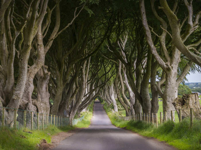 The Dark Hedges are a well-known attraction located in Stranocum, Northern Ireland. The beech trees were planted by an 18th century family.