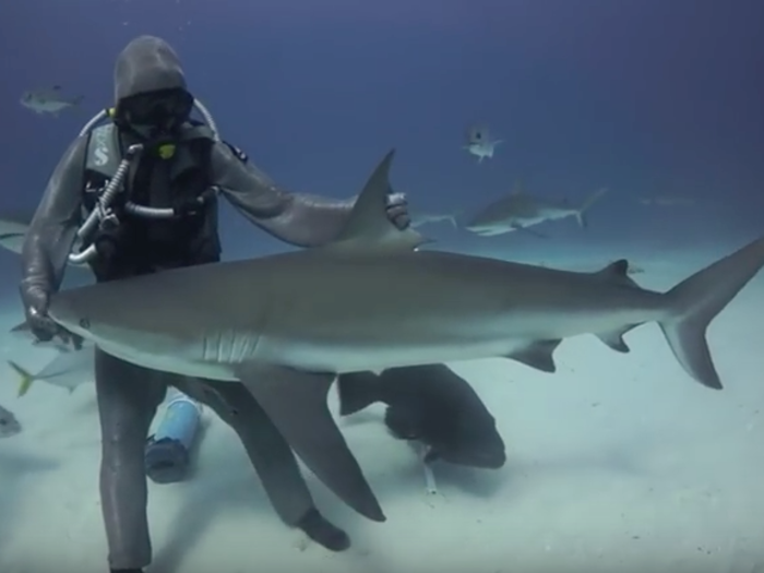 Sharks can by hypnotized.