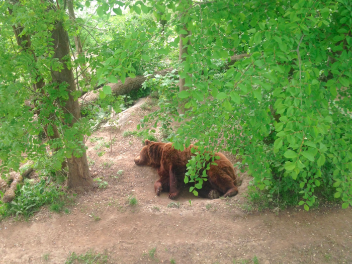 and a park full of bears.