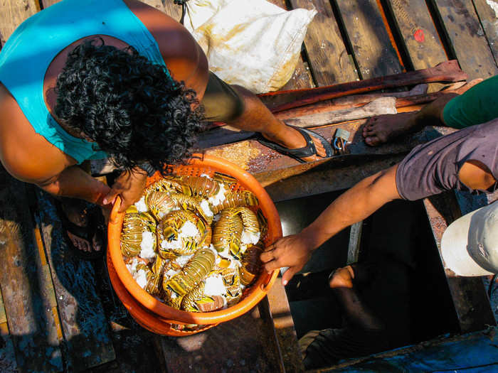 After each catch, lobster tails are removed from the lobster