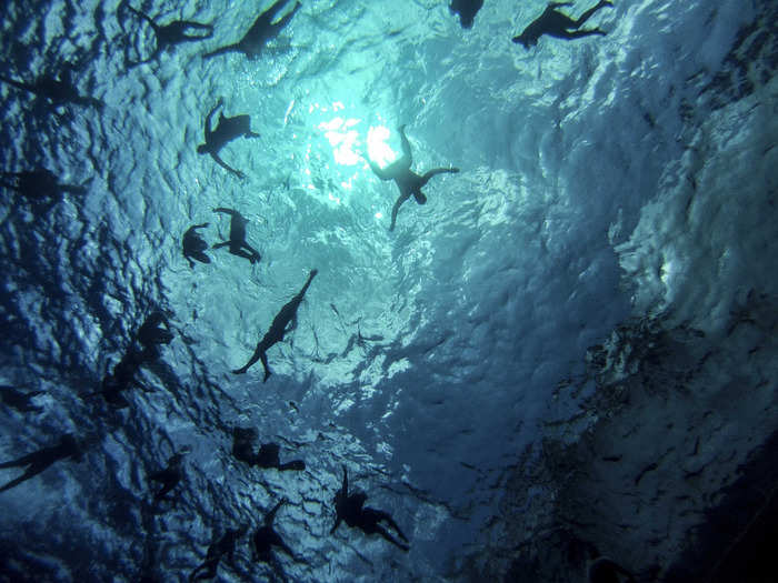 Sailors assigned to the Arleigh Burke-class guided-missile destroyer USS Halsey swim in the Philippine Sea.