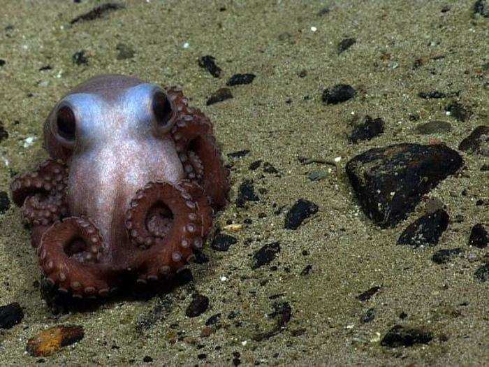 Octopuses are solitary creatures who spend most of their lives swimming alone, even when it comes time to mate.