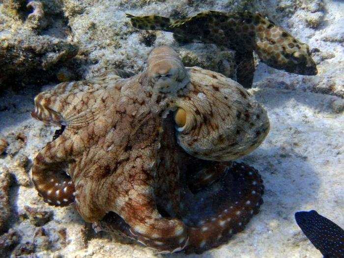 Luckily, octopuses can regrow lost limbs, just like starfish. They can even close off the severed artery to reduce blood loss.