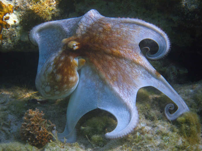 An octopus