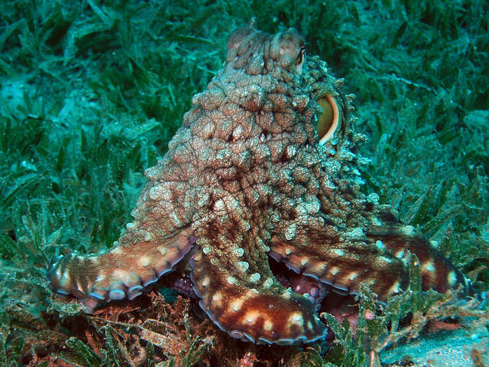 The animals activate different colors by flexing and relaxing the muscles underneath their skin. One scientist documented a single octopus changing colors 177 times within an hour.