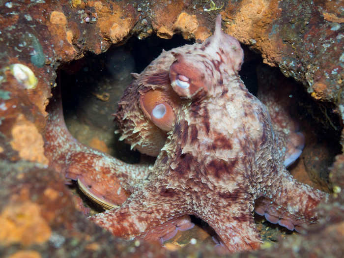 Despite their miraculous color-changing abilities, octopuses are colorblind. Scientists aren