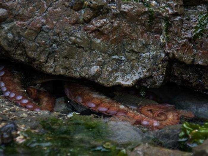 Octopuses live in small dens such as natural rock outcroppings or confined corners in sunken ships. They enjoy decorating these homes with stones and shiny objects. This behavior inspired the popular Beatles song "Octopus