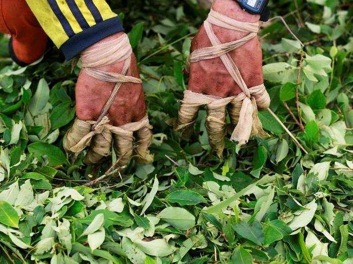 "If you look at the raw ingredients in a country like Colombia, to make a kilo of pure cocaine, you need about a ton of fresh coca leaf. It then gets dried out, it weighs a bit less, but that ton of leaf to start with costs only about $400 or $500 in Colombia," Tom Wainwright, the former Mexico City reporter for The Economist and author of "Narconomics," told Business Insider earlier this year. In comparison, a kilo of cocaine can retail for as much as $150,000 in the US.