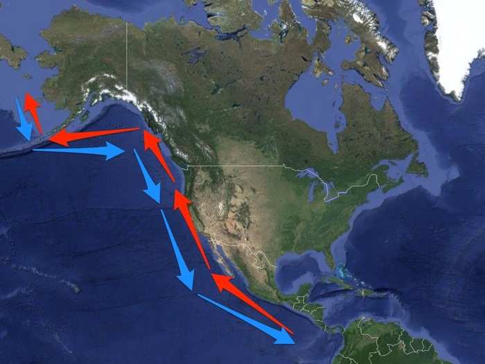 Blue whales raise their calves in warm tropical waters in winter, then head for krill-dense Arctic waters in the summer — easily covering thousands of miles a year.