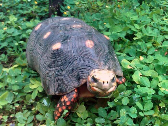 Tortoises, for instance, started in Africa yet likely got to South America due to their uncanny hardiness — they can float with their heads above water and go without food or fresh water for six months.