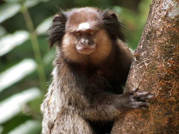 Accidental rafts may also explain how primates, like the black tufted marmoset, also made their way to South America.