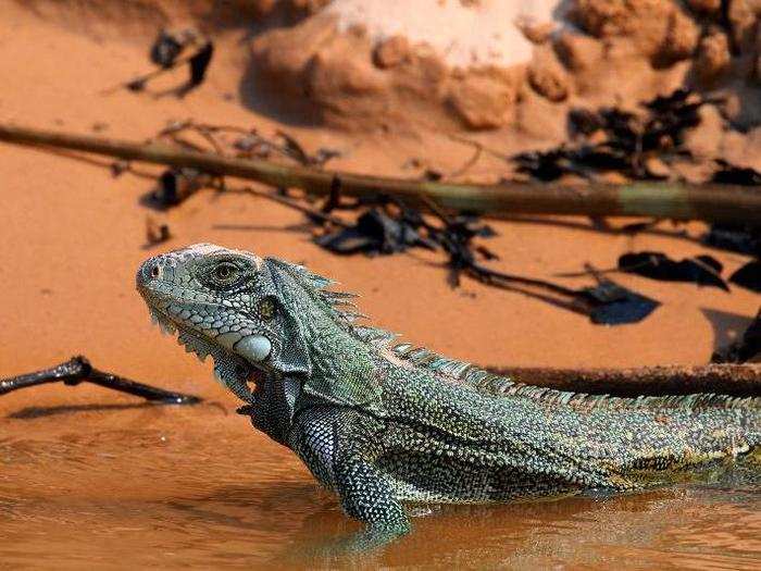 And rafting is still going on today. Scientists recently observed one in action with a group of green iguanas in the Caribbean.