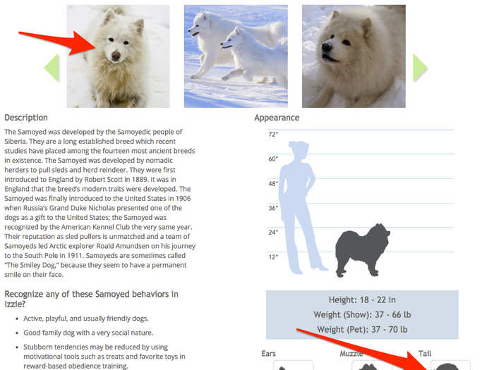 The last specific breed in her results was Samoyed, a type of dog initially named after a group of nomadic Siberian reindeer herders who bred the dogs to help round up reindeer and pull sleds. This dog