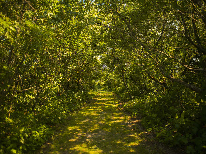 To enter the bay, you first walk through some of the most lush, green paths found anywhere in New York.