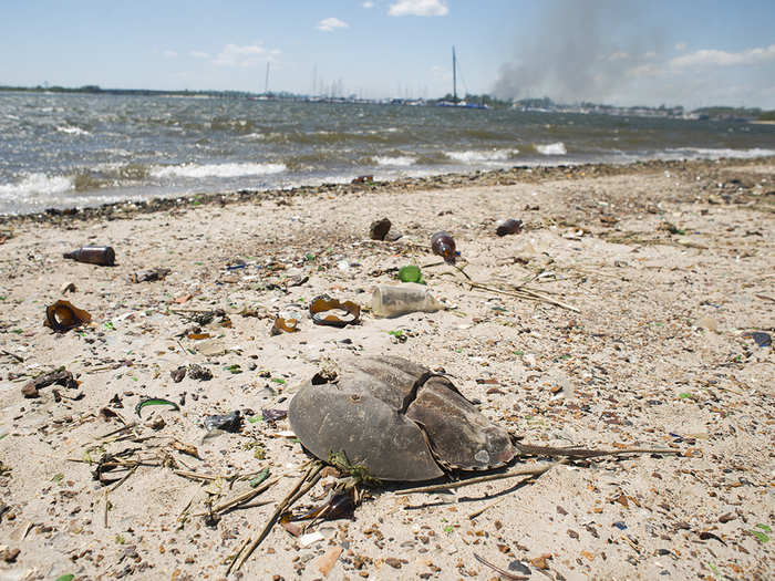 Broken glass bottles, old shoes, and crab carapaces form a thick layer of waste on the sand, stretching as far as you can see in any direction.