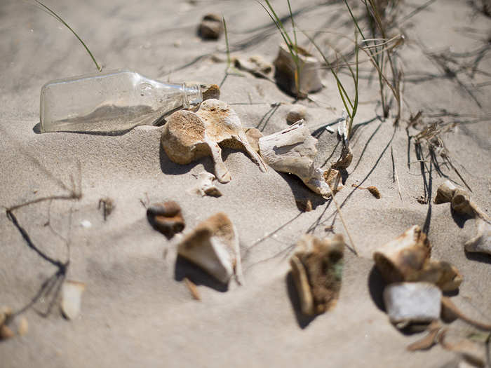 Then, just as you think things could not get any weirder, you find hunks of bone poking out of the sand.