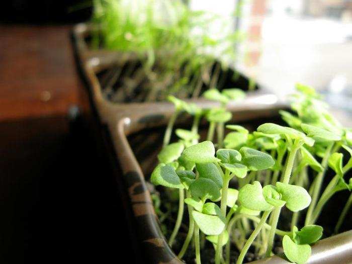 Freeze your herbs for later use.