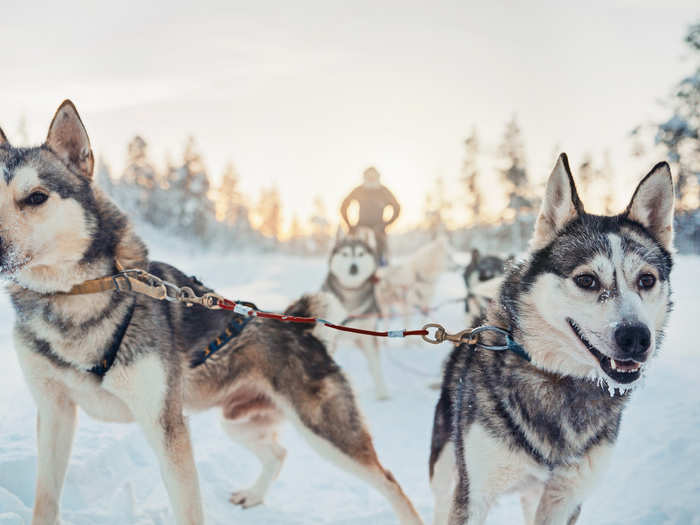During the winter guests can go on husky safaris and reindeer safaris.