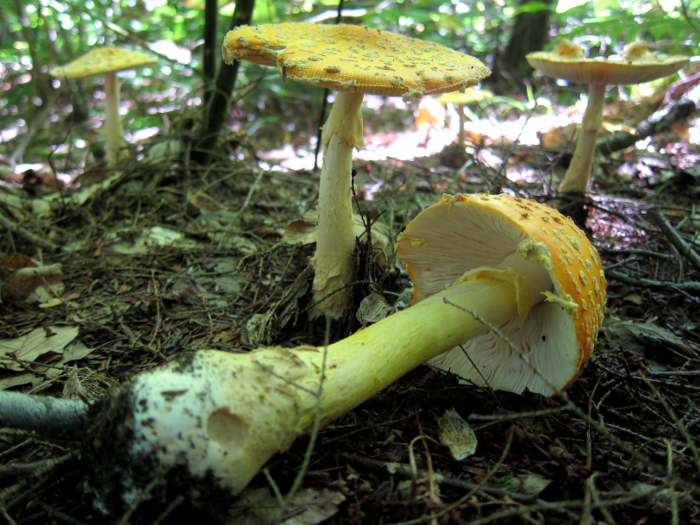 The largest living organism is the honey fungus, a giant mushroom that spans 2.4 miles (underground) across Oregon