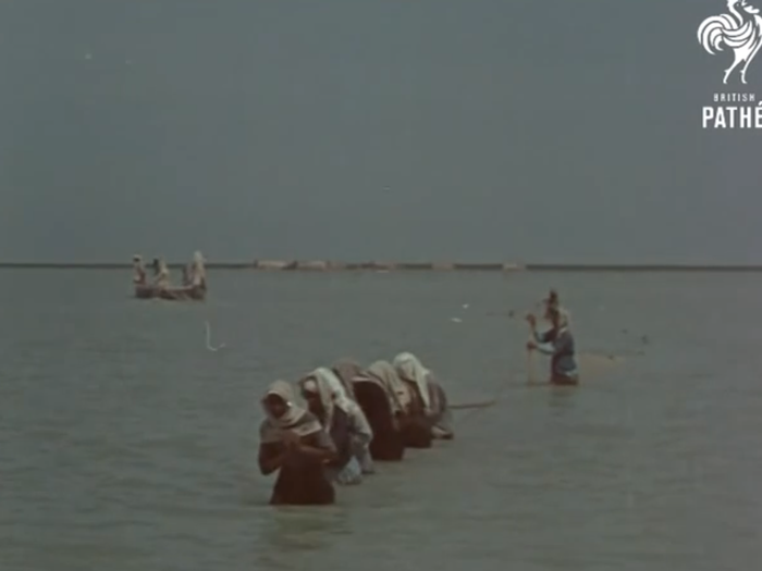 Many of the marshes were drained by Saddam Hussein after the 1991 uprisings in Iraq.