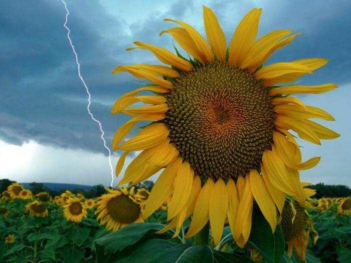 While it often coincides with a sky full of ominous clouds, lightning can also strike in relatively clear skies — even as far away as 10 miles from the center of a storm. The sunflowers in this photo from the south of France didn