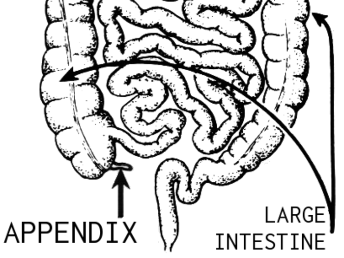 Vestigial organs