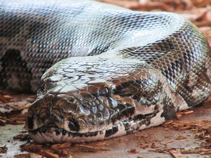 At first, people thought that virgin births happened only in extreme environments, when animals felt pressure to perpetuate their species. That includes animals in captivity, like a python at a Louisville Zoo that had six babies in 2012 without ever coming in contact with a male python.