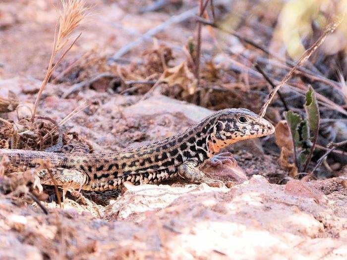 But scientists have figured out that animals in the wild can also have virgin births. Back in 1966, scientists discovered that wild whiptail lizards were capable of making their own female offspring.