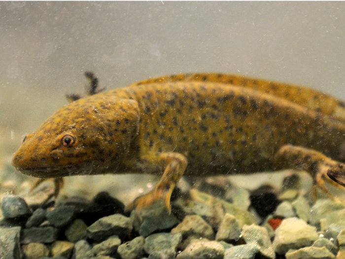 Amphibians, like the salamander, are also capable of parthenogenesis.