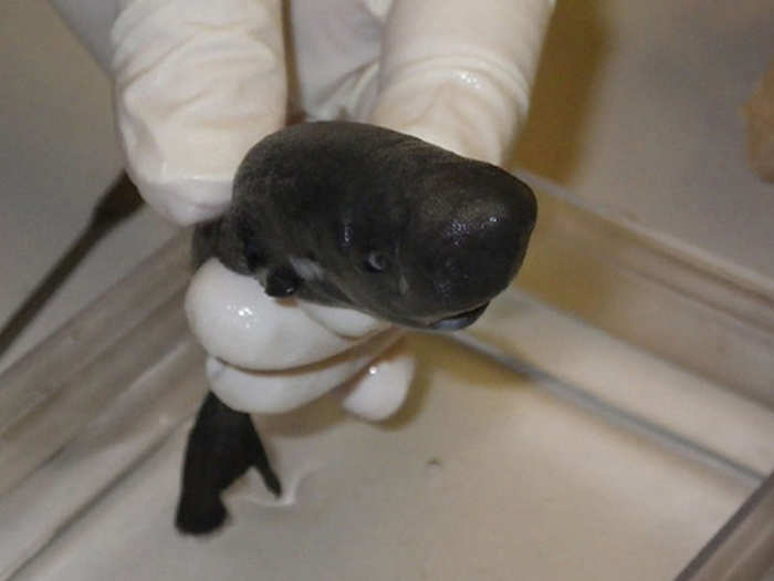 This teeny tiny pocket shark, discovered last year, is just the second one ever found.