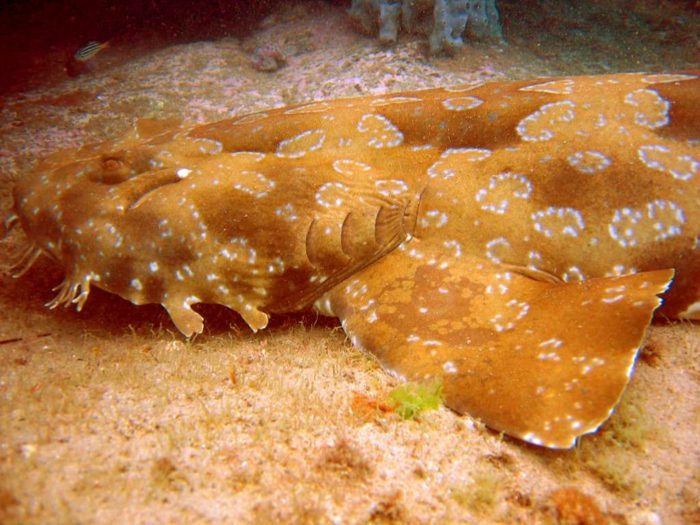 The spotted wobbegong shark is a carpet shark that hangs out on the Australian sea floor. Locals often use it for fish and chips, but careful not to step on one!