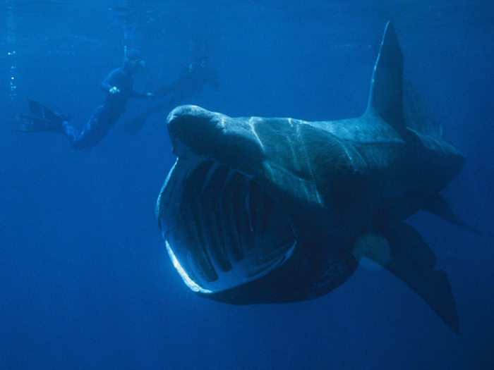 The big-mouthed basking shark is intimidating because of its size, but it