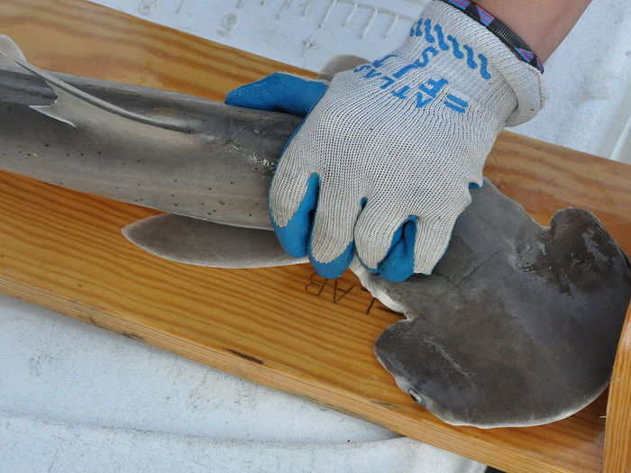 The bonnethead shark (also known as a shovelhead) is the smallest member of the hammerhead family. These creatures prefer to eat crabs and other crustaceans, and they take advantage of their wide field of vision to keep an eye out all around them.