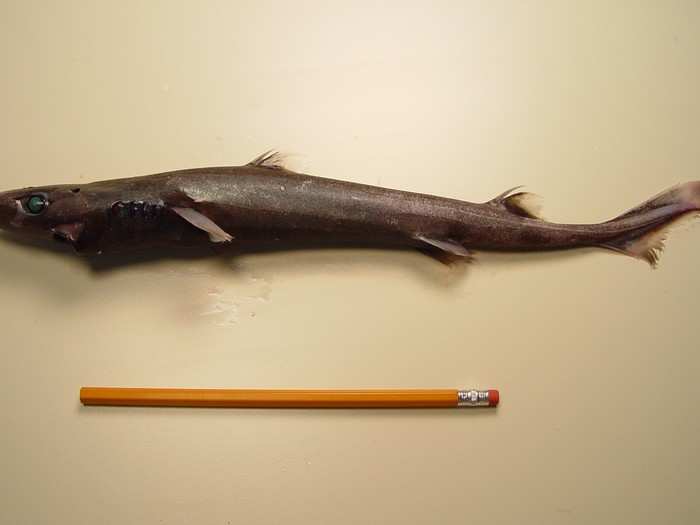 This little smooth lanternshark is one of the smallest sharks out there (though it has even smaller cousins). They may be found as far as 2,000 meters deep.