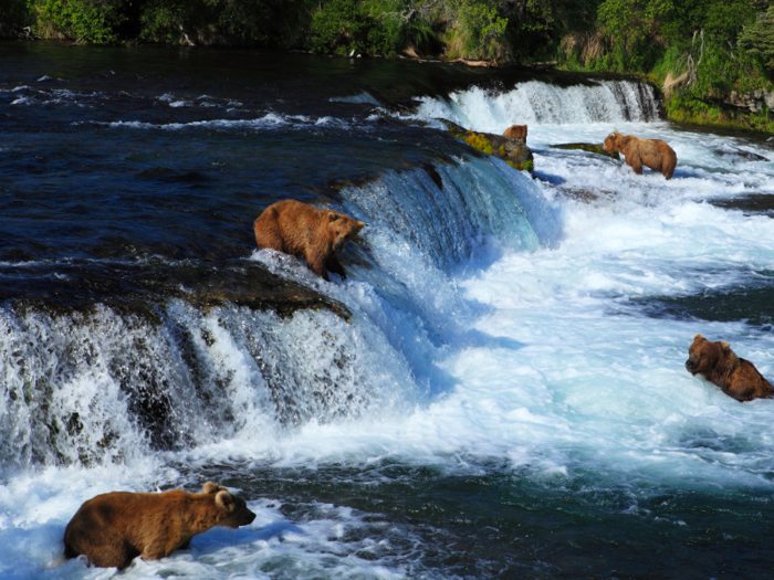 Observe massive grizzly bears at Brooks Camp in Katmai National Park and Preserve. You can stand on a wooden observation deck as close as 10 yards from the bears (don