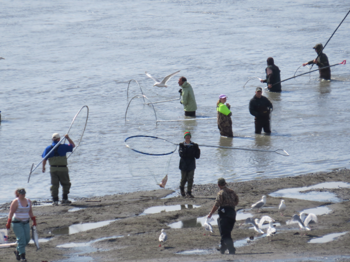 Get a local to show you the ropes of dipnetting — a midsummer phenomenon on the Kenai River where fishermen and women can literally scoop 60 salmon out of the water with a single pull of their net.