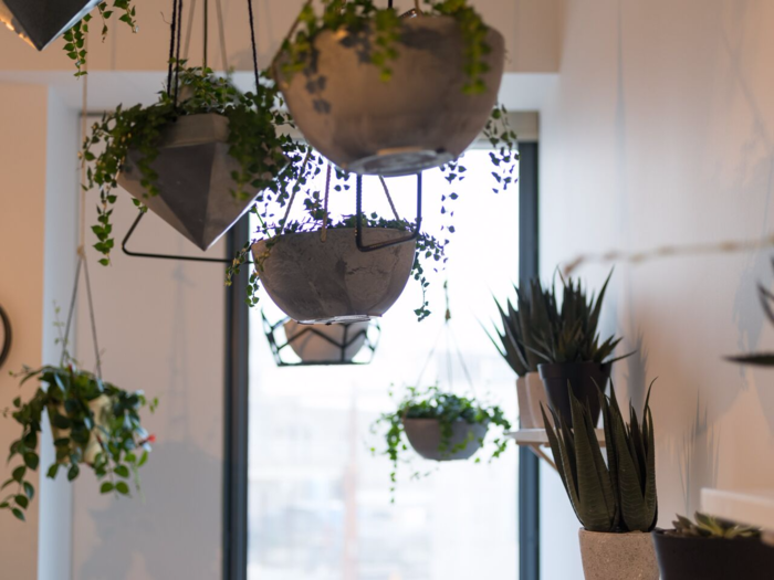 This meeting room is packed with plants.