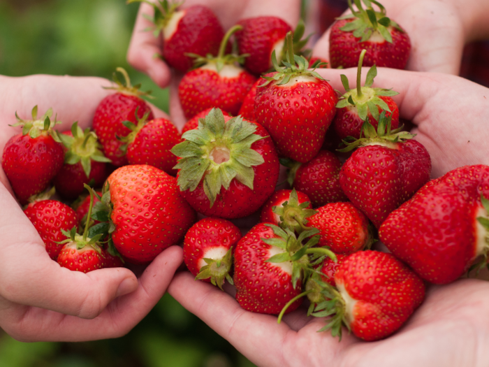 Pick some fresh, delicious, juicy strawberries from a strawberry field.