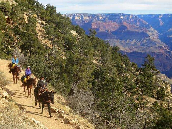 Ride a mule into the Grand Canyon.