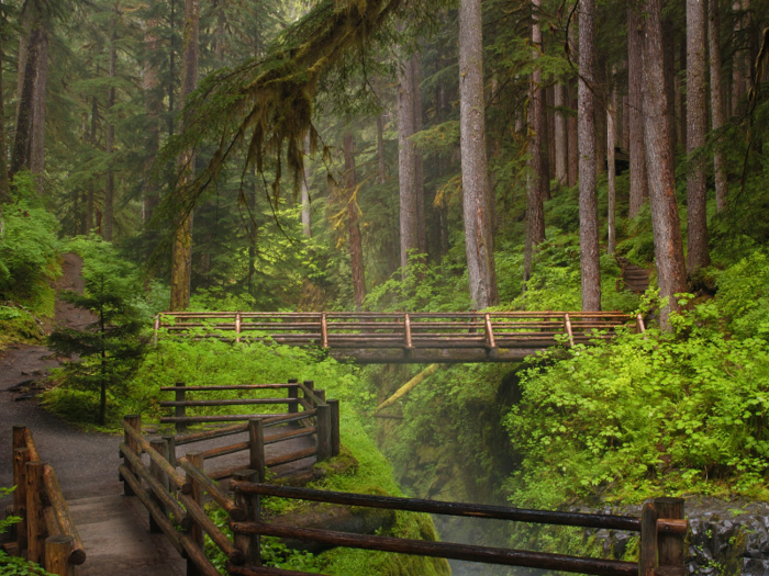 Take a scenic hike through the lush forests in Olympic National Park in Washington.