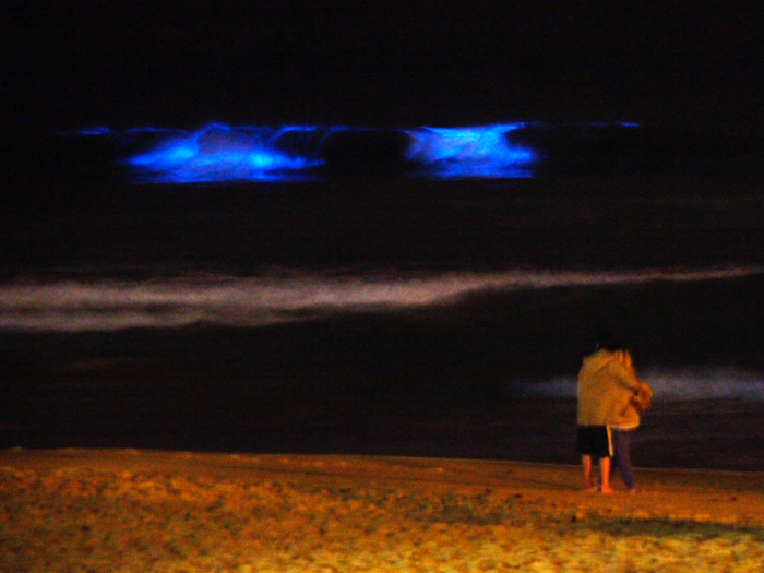 The Manly Beach in Sydney is also known for showing bioluminescent activity.